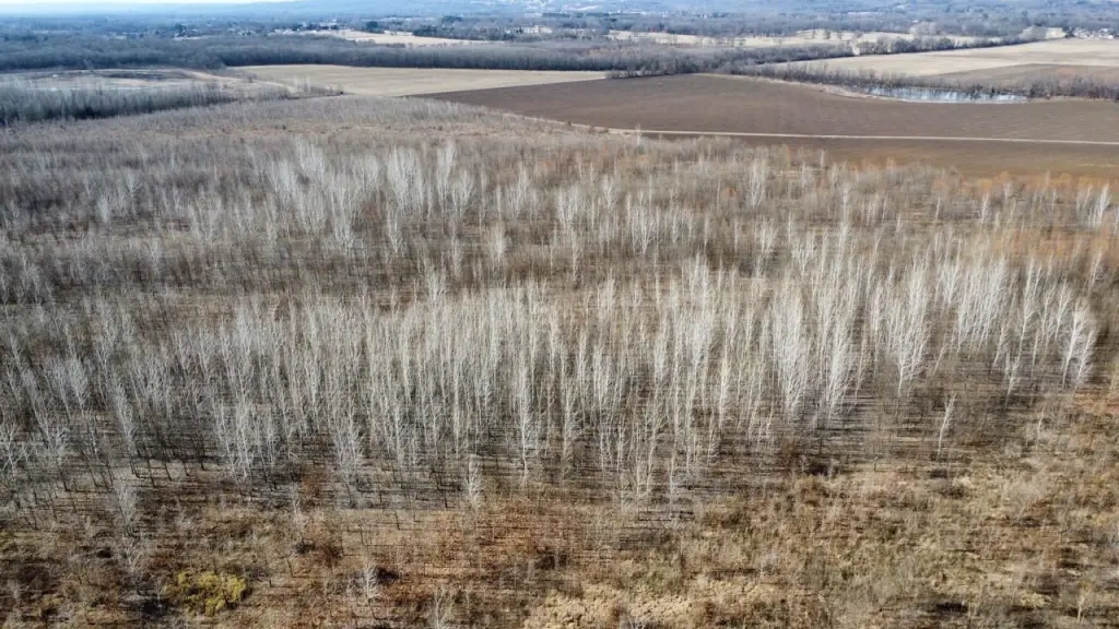 Picture 15