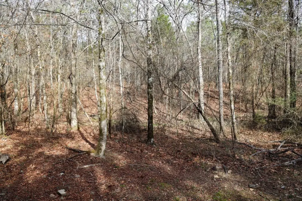 Picture 45