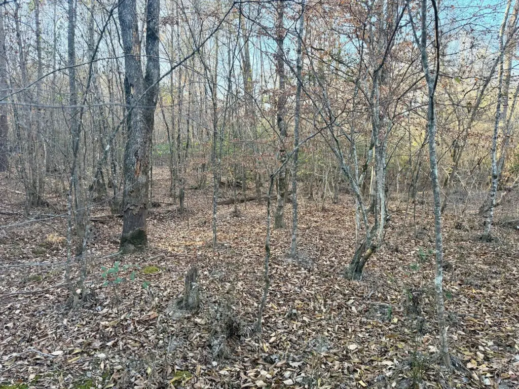 Picture 31