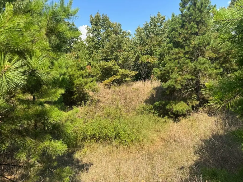 Picture 29