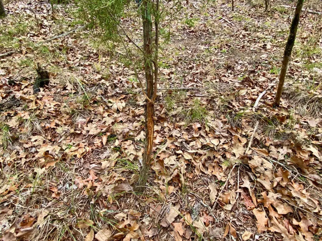 Picture 5