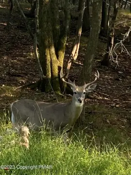 Hickory Hills Building Lots