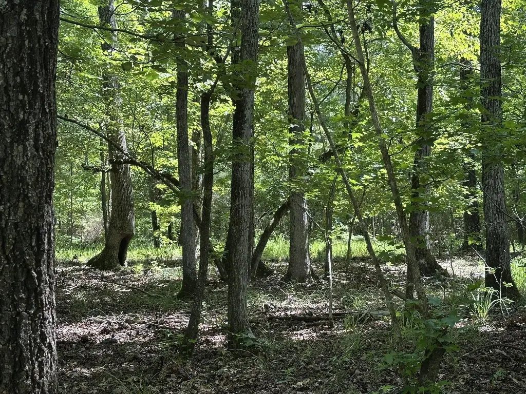 Picture 9