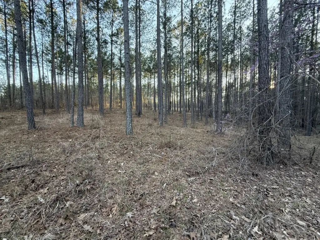 Picture 6