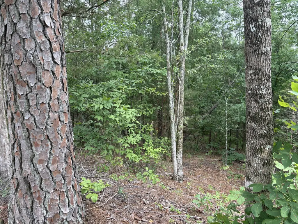 Picture 3