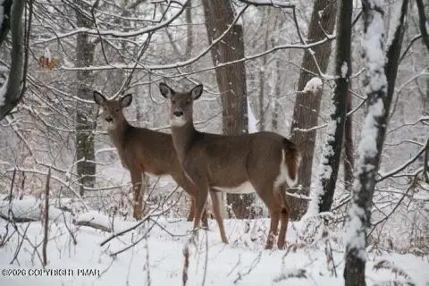 Pocono Lake 0.52-Acre Corner Lot