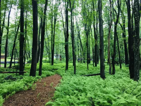 Pocono Lake Building Lot