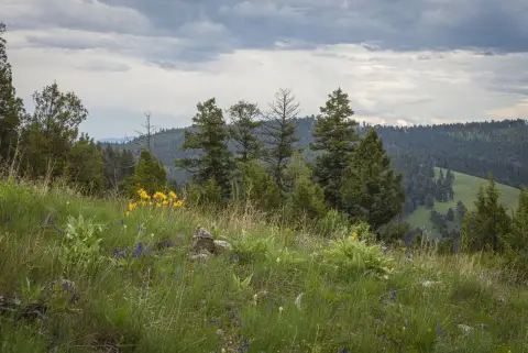 Forest-Adjacent Recreational Land