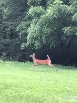 Land in Cane Creek Valley