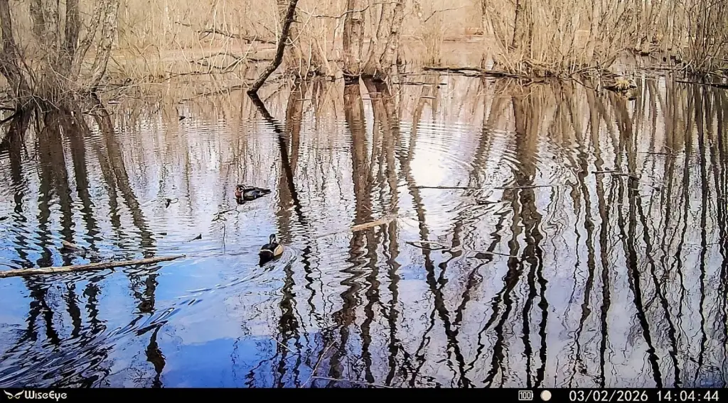 Picture 33