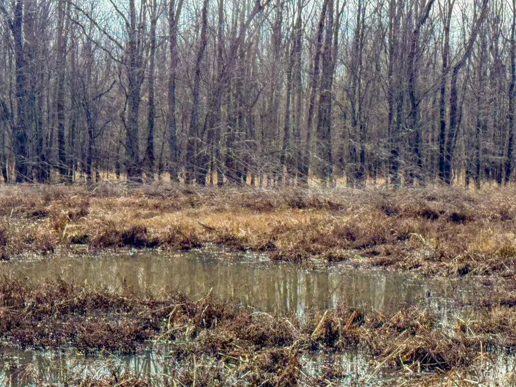 Picture 51