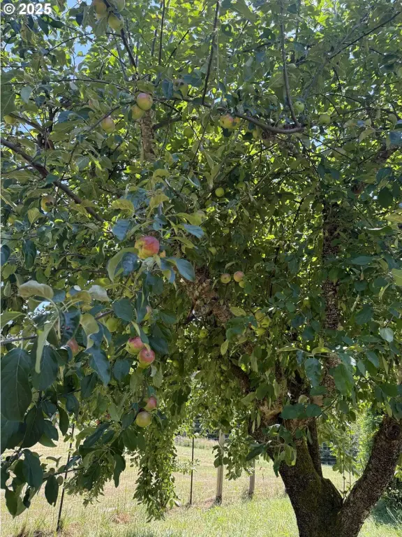 Picture 44