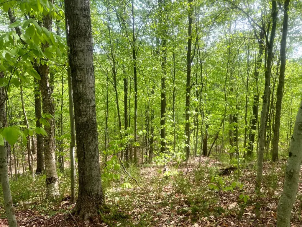 Picture 15