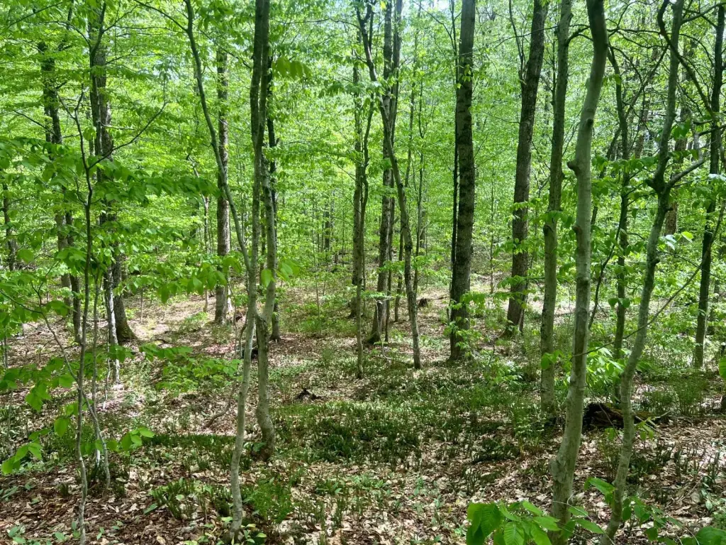 Picture 18
