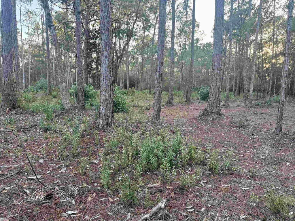 Picture 5