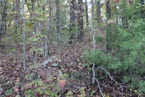 Wooded Lot in Rocky Mount