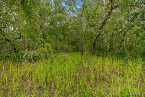 Wooded Land Parcel in Weeki