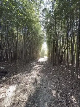 34.7 Acres with Homeplace