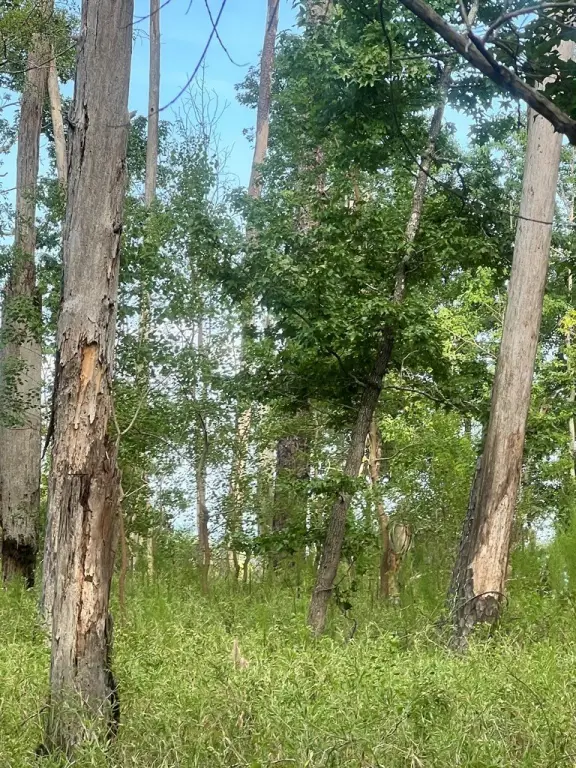Picture 15