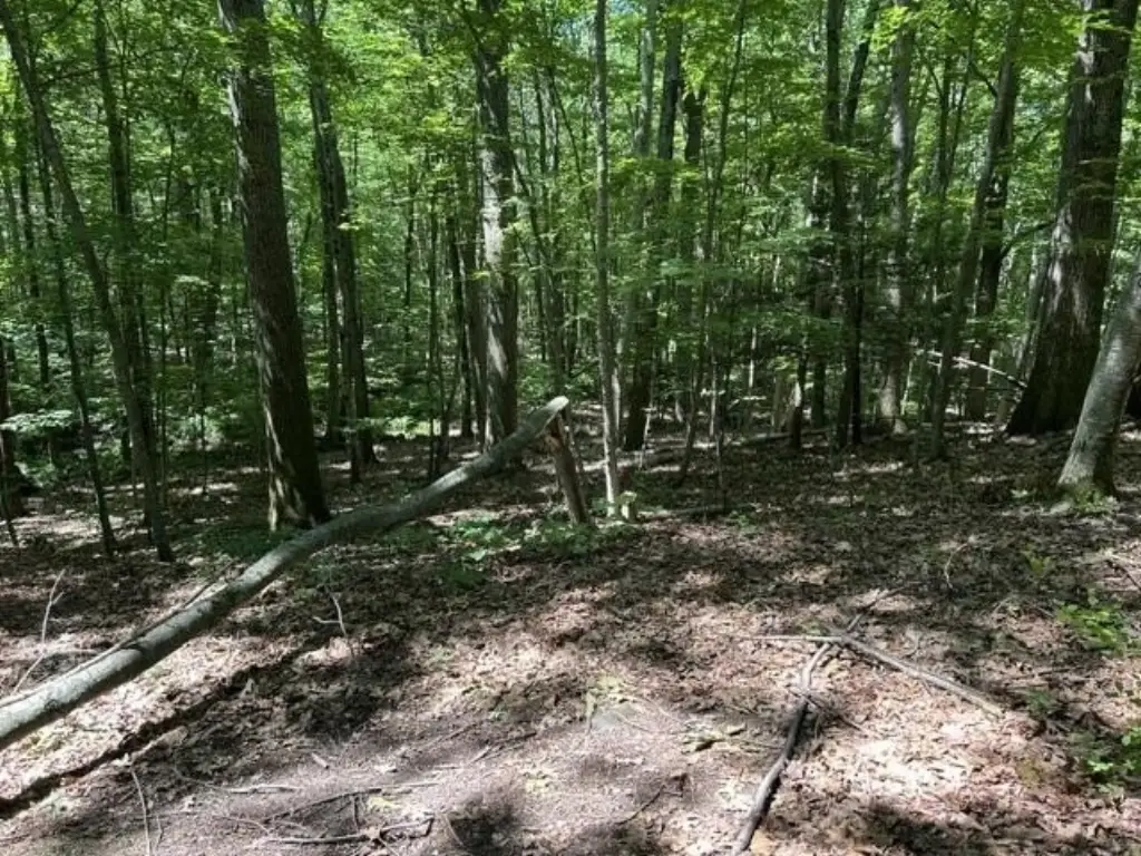 Picture 6