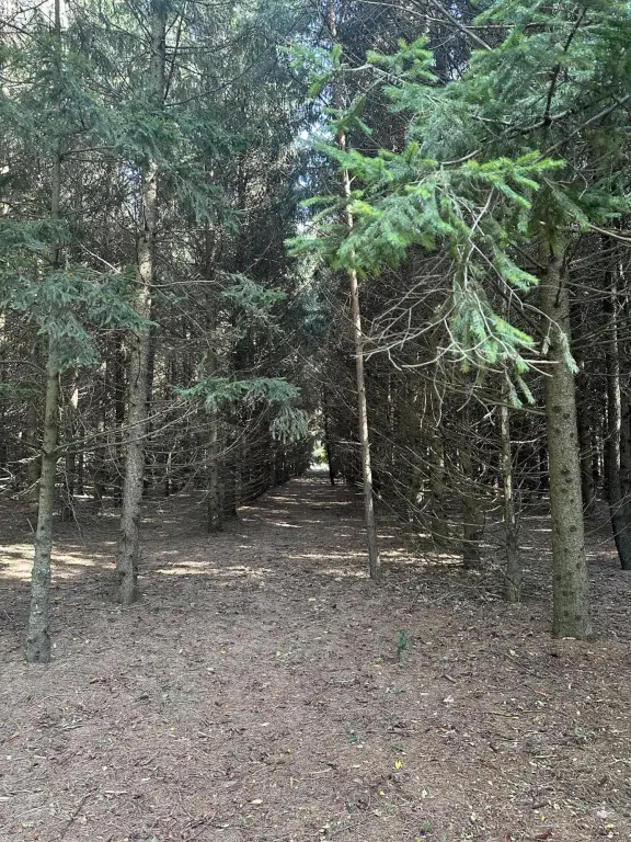 Picture 4
