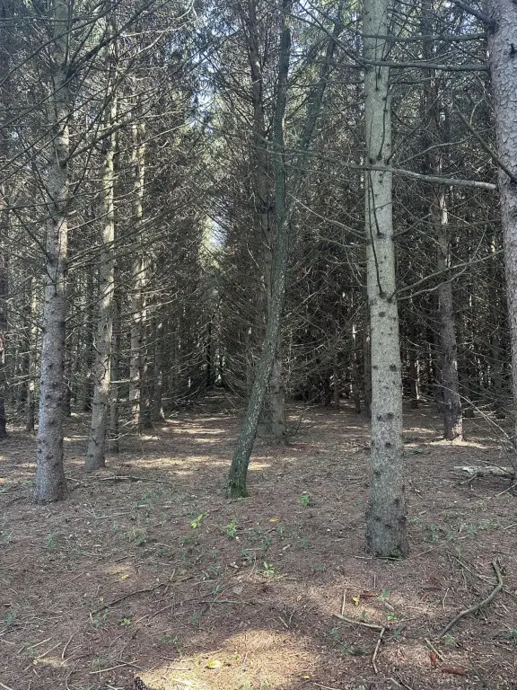 Picture 3