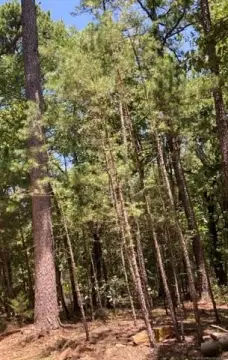 9.8 Acres Wooded Land, Antlers