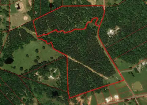 Pine Plantation Agricultural Land