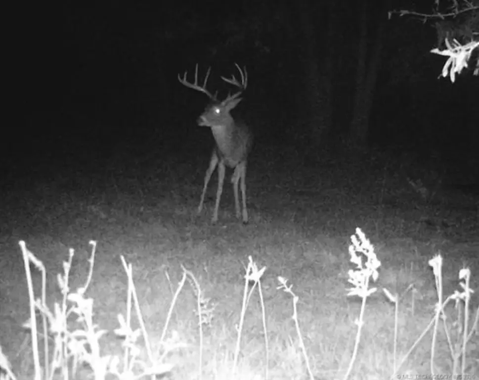 Picture 12