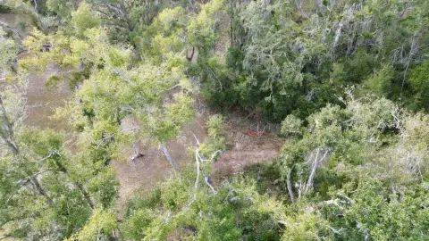 Wooded Acreage in Perry, Florida