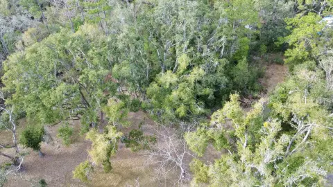 Wooded Acreage in Perry, Florida