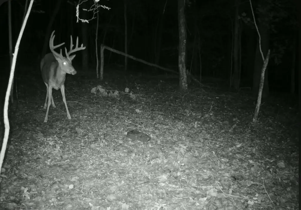 Picture 5