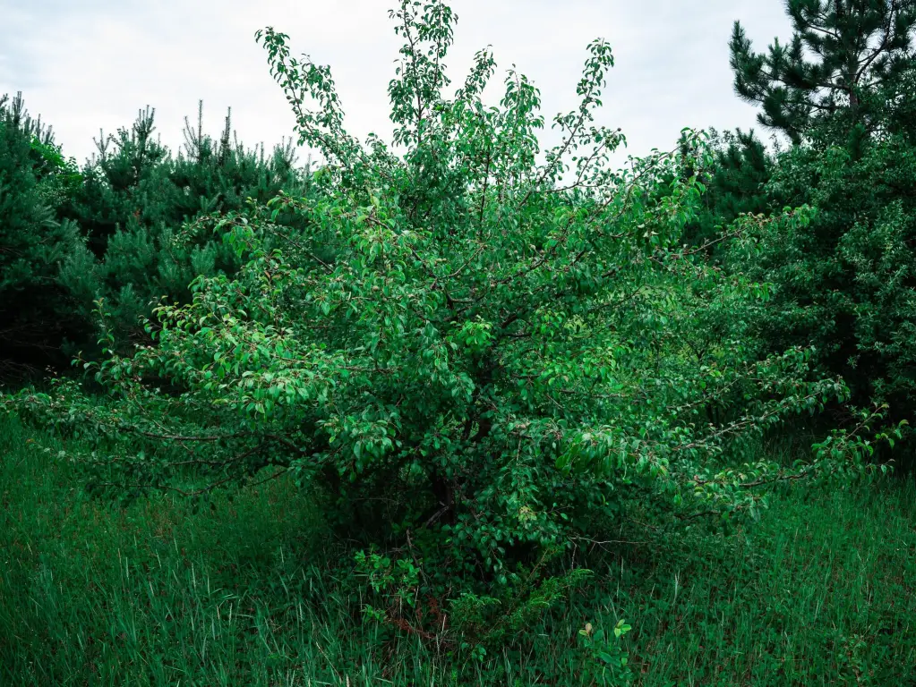 Picture 31