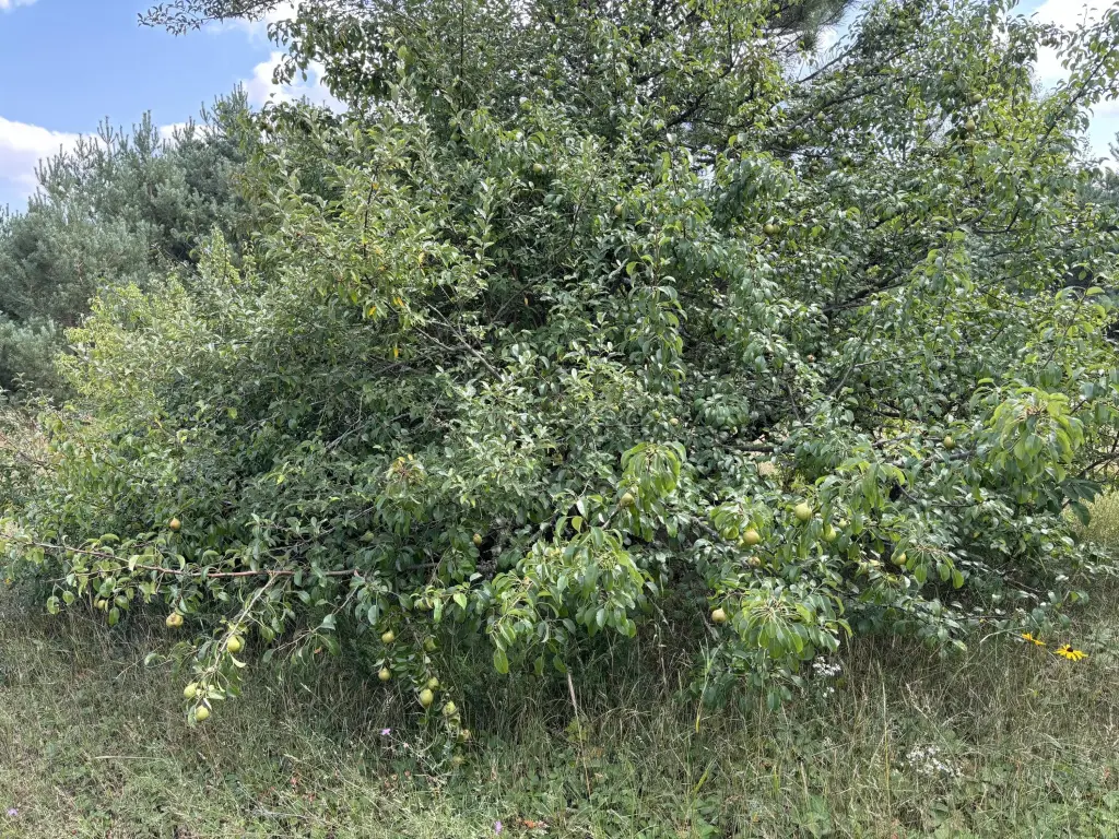 Picture 27