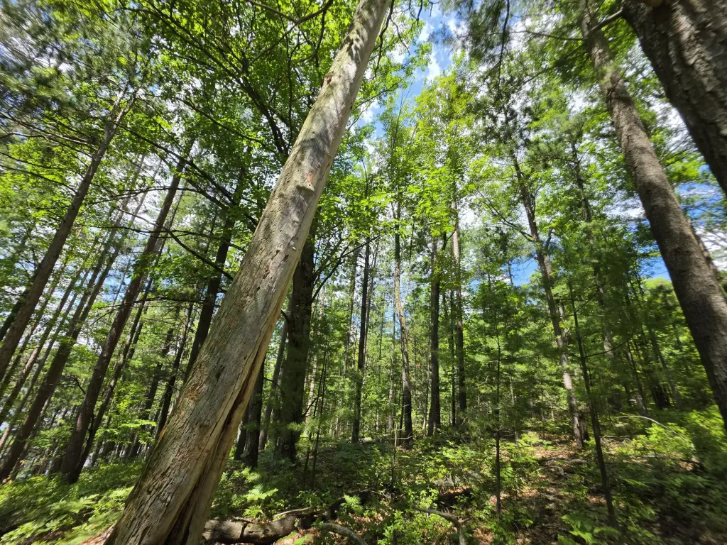 Picture 19