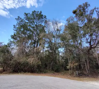 Lake City Vacant Wooded Lot