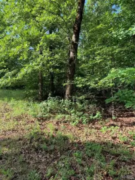 120 Acres Bordering National Forest