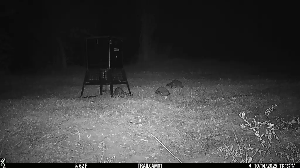 Picture 21
