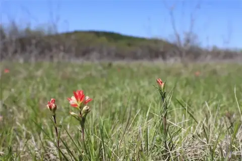 Tranquil 11-Acre Gordon Land Tract