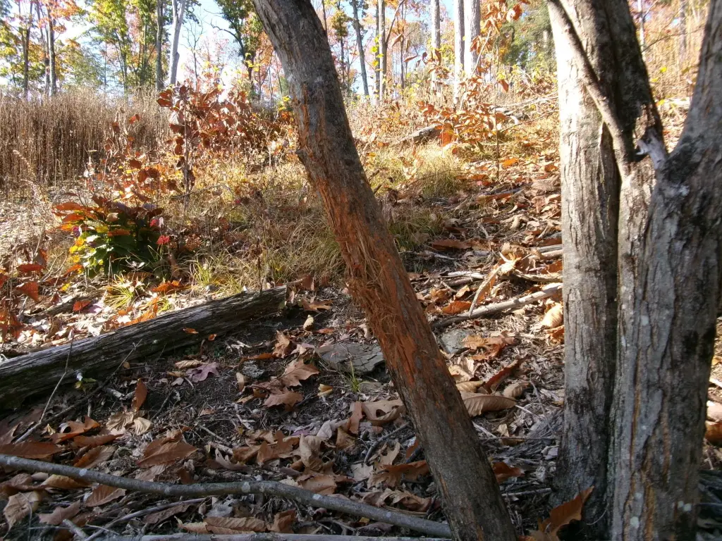 Picture 12