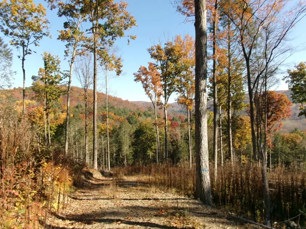 Picture 8