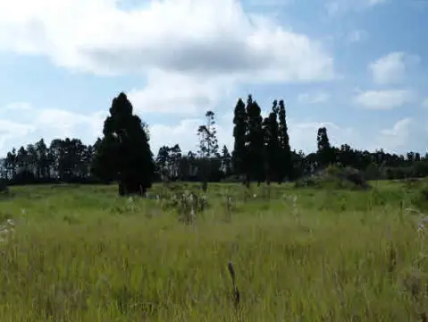 Volcano, HI Pasture Land