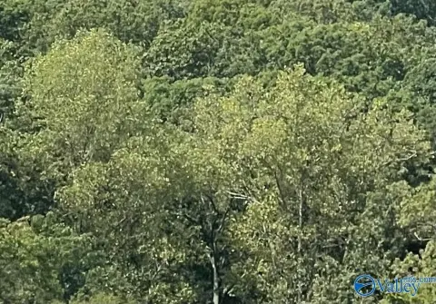 Wooded Acreage in Owens Cross Roads