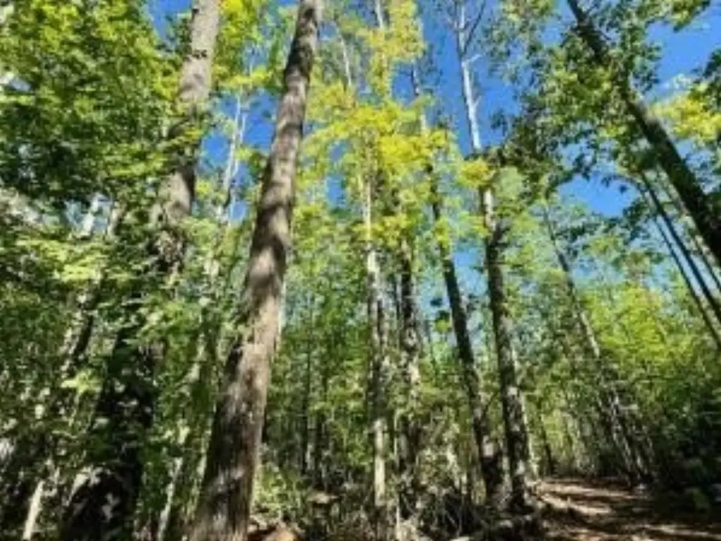 Picture 8