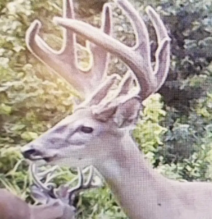 Picture 4
