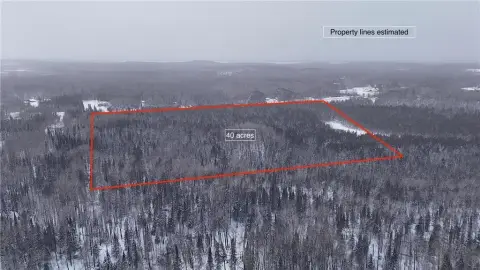 40 Acres of Cedar Forest