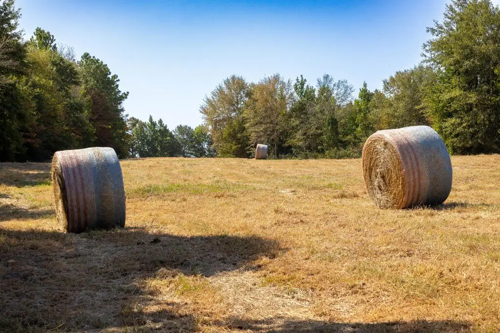 Picture 46