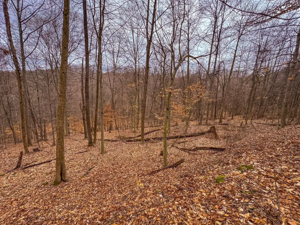 Picture 45