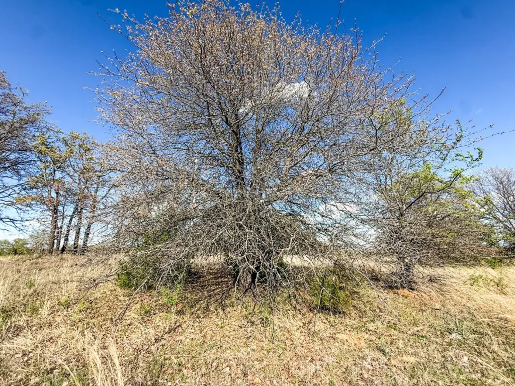 Picture 33
