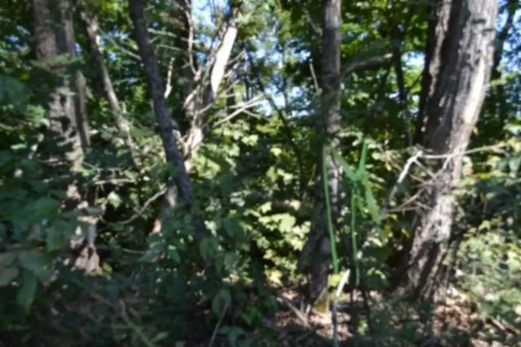 Picture 17